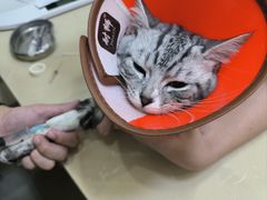 -瑞派康怡24h宠物医院·犬猫医疗中心·微创绝育(瑞景分院)