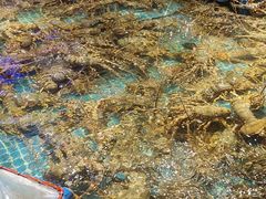 -驻海渔市(置信店)