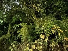-柳侯公园