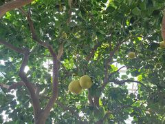 -北京植物园-展览温室