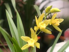 -龙大花卉苗木市场