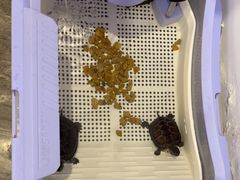 -乐老大耳道·可视采耳·禅洗(柏林爱乐直营店)