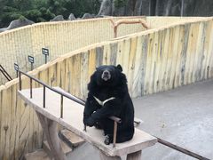 -东方熊牧场