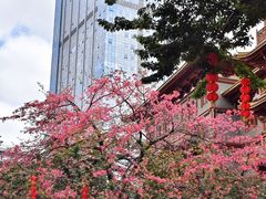 -越秀西湖花市(广州城市广场花卉店)