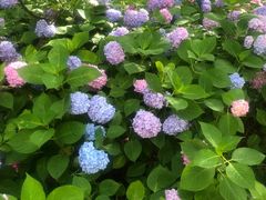 -上海滨江森林公园