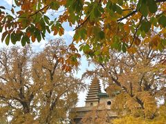 -北京石刻艺术博物馆(五塔寺)