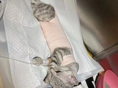 -纳吉亚猫专科动物诊疗中心(蒋宅口分院)