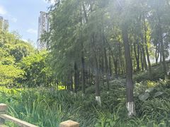 -重庆彩云湖湿地公园