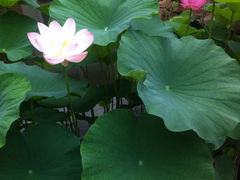 iphone_upload_pic-杭州世外桃源君澜度假酒店