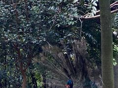 -泉州海丝野生动物世界