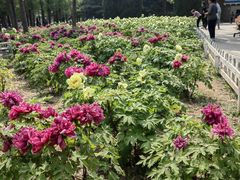 -石家庄市植物园