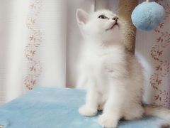 -爱诺耐芙动物医院(万博店)