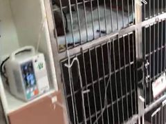 -瑞派宠物医院·24h·骨外科·皮肤科·全科宠物医疗转诊中心(沈阳浑南院)
