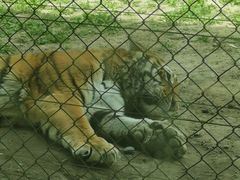 -新疆天山野生动物园