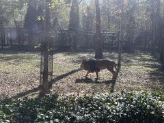 -秦皇岛野生动物园