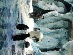 -帝企鹅自助餐厅•儿童岛•真企鹅(长隆企鹅酒店)