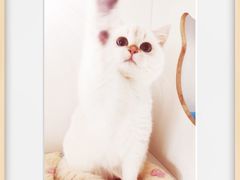 -东方名猫馆·英短金渐层布偶猫舍(环线广场1号楼店)