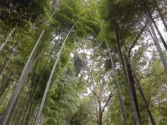 -上海佘山国家森林公园天马山园