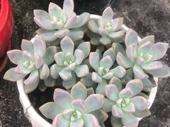 -捞王猪肚鸡火锅(财富中心店)