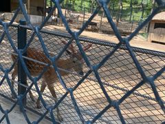 -大连森林动物园