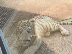 -西霞口神雕山野生动物世界