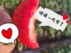 -大自然农场蔬菜草莓采摘园