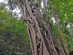 -西双版纳基诺山寨