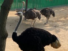 -西霞口神雕山野生动物世界