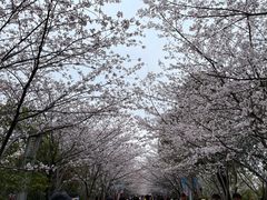 -高东镇樱花园