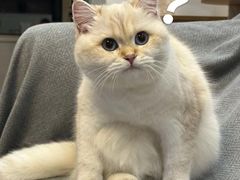 -喵zoo家庭繁育猫舍(尖东智能花园店)