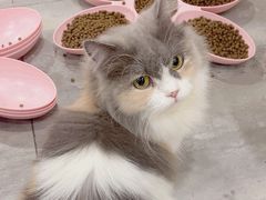 -楼上猫咖(罗湖店)