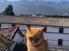 -喵屿·大理花园猫咖