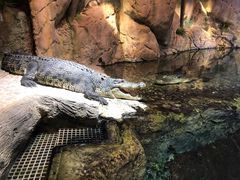 -迪拜水族馆及水下动物园