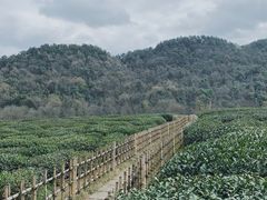 -中国茶叶博物馆(双峰馆区)