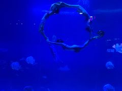 -烟台海昌鲸鲨海洋公园