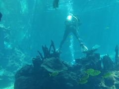 -海棠湾洲际-涛·海底餐厅·美人鱼·自助餐·海底隧道