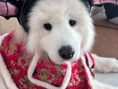 -星多哈·狗咖·拼豆·咖啡