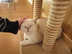 -猫腻·猫咖·撸猫馆(星光大道店)
