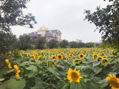 -百万葵园