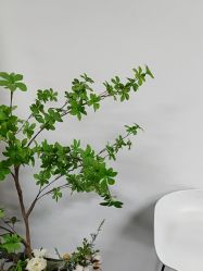 -AM半永久纹眉