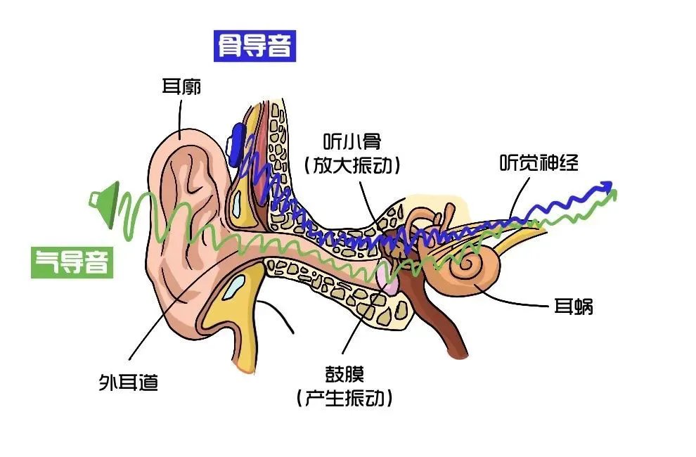 耳朵听见图片