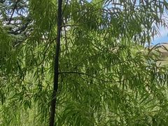-西安市长乐公园