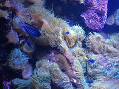 -悉尼海洋生物水族馆
