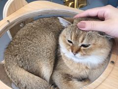 -飞行喵MR PILOT|猫舍·猫咖(静安大融城店)