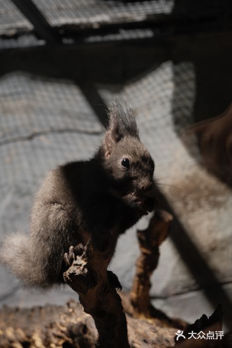 Zoolung Zoolung动物主题公园(海信广场店)图片