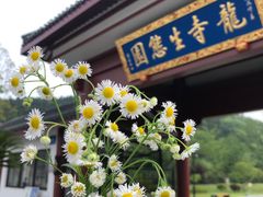 -龙寺生态园