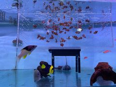 -山东柏宁水族批发广场