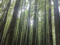 -山王坪喀斯特国家生态公园