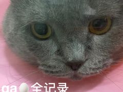 -瑞派宠物医院(锦江店)