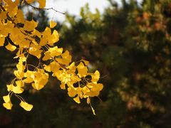 -大兴滨河森林公园